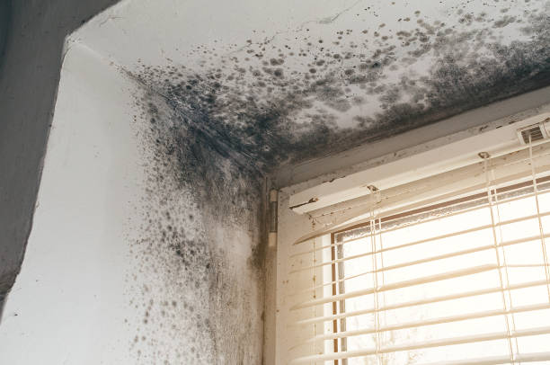 Affordable Attic Mold Remediation solutions in Aberdeen, WA